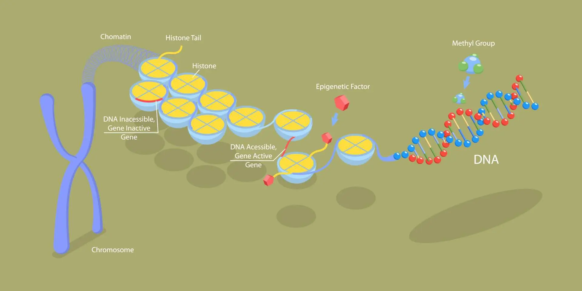 Epigenetics healthcare